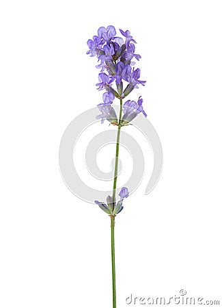 Sprig of lavender isolated on white background Stock Photo