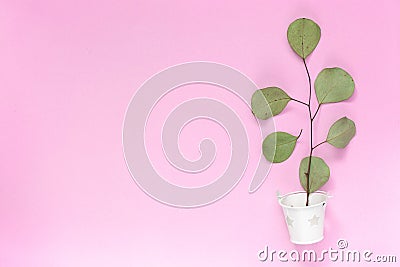 Sprig with leaves in a white bucket on a plain pink background with an area for text copyspace, topview, mockup, flatlay Stock Photo