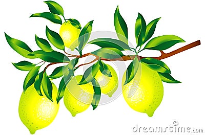 Sprig of lemons Vector Illustration