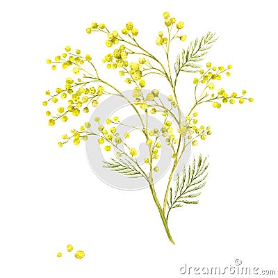 Sprig of Mimosa, Spring Watercolor Background Stock Photo