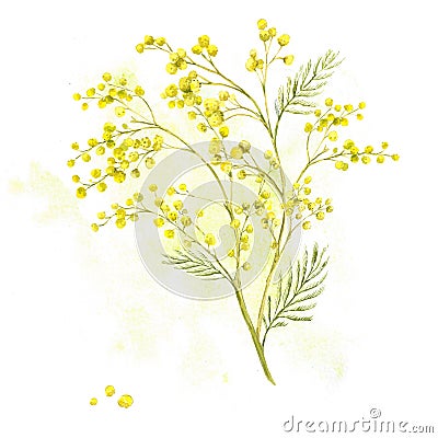 Sprig of Mimosa, Spring Watercolor Background Stock Photo