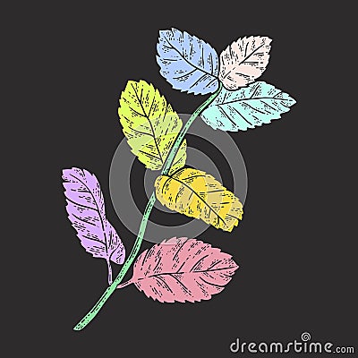 Sprig of mint. Sketch color. Black background. Cartoon Illustration