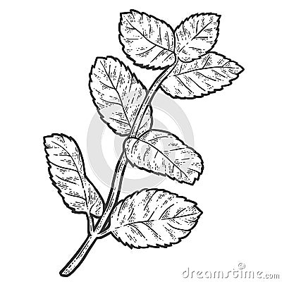 Sprig of mint. Sketch scratch board imitation coloring. Cartoon Illustration