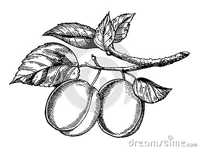 Sprig of plum engraving vector illustration Vector Illustration