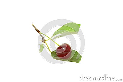 Sprig with red cherrie Stock Photo