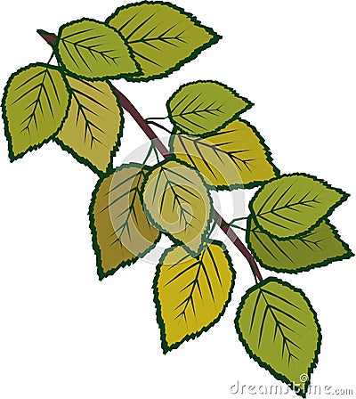 Birch Leaves Sprig Vector Illustration