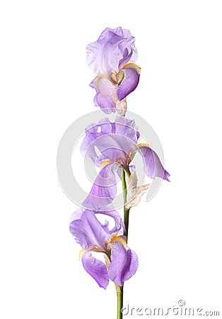 Sprig of three light lilac Iris flowers isolated on a white background Stock Photo