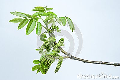 Sprig of young walnut with catkins Stock Photo