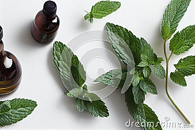 Sprigs with leaves of fresh peppermint and glass bottles with mint oil on a white background Stock Photo