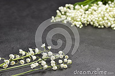 Sprigs of spring lilies of the valley close-up. Black background Stock Photo