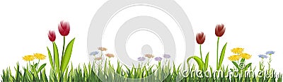 Spring flowers and green grass border Cartoon Illustration