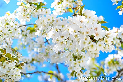 Spring Stock Photo