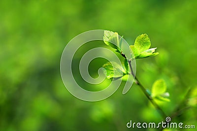 Spring Stock Photo