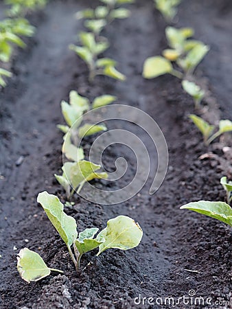 Spring agricultural background.Young eggplant plants grow on the infield Stock Photo