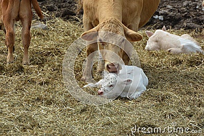 Portrait Charolais twin calves and mother Stock Photo