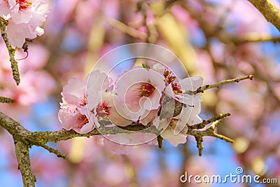 Spring air: pink blossom of almond backlit between branches. Stock Photo