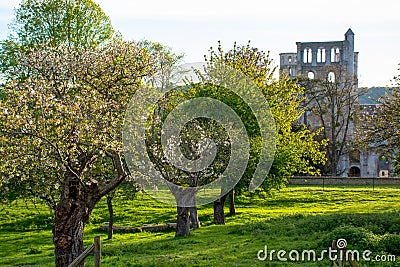 Spring in the air, seasonal blossom of fruit apple and cherry trees in orchard with ruins of old French abbey on back Stock Photo