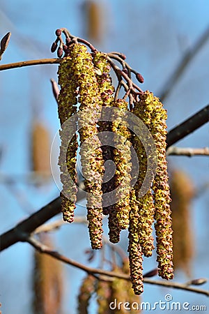 Spring. Alder catkins closeup Stock Photo