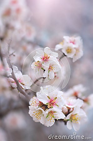 Spring almond flower Stock Photo