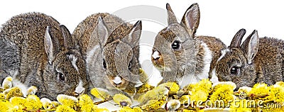 Cute rabbits - spring animals Stock Photo