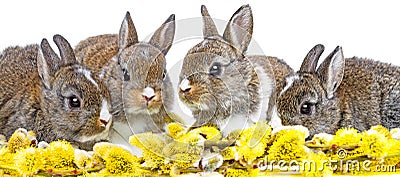 Cute rabbits - spring animals Stock Photo