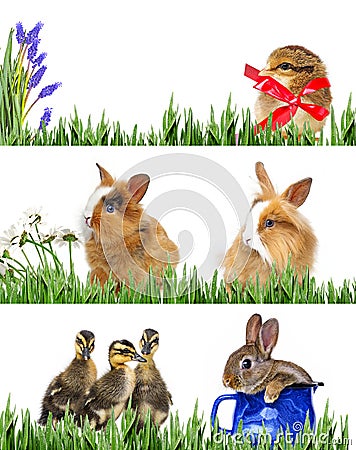 Spring animals and easter eggs Stock Photo