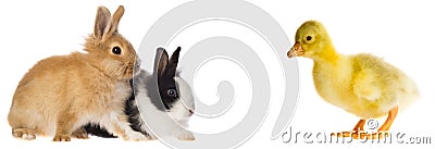 Spring animals - little rabbits and little gosling Stock Photo