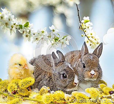 Spring animals - rabbits and chicken Stock Photo