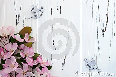 Spring apple blossom with pair birds on old vintage wooden background. Stock Photo