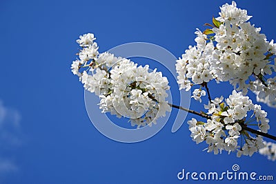 Spring. Apple tree branch with flowers Stock Photo