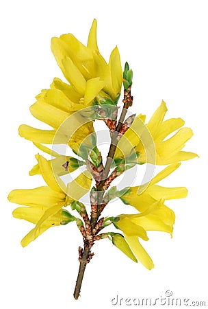 Spring April Forsythia bush branches with yellow flowers macro. Stock Photo