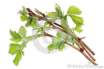 The spring April twigs of prickly garden raspberries bush. Stock Photo