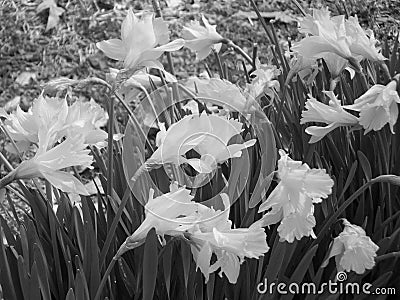 Spring Arrival Stock Photo