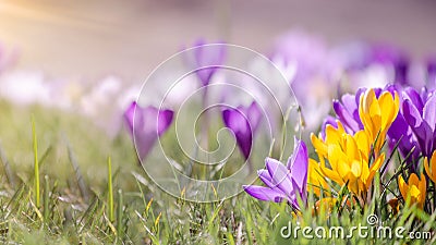 Spring awakening background banner panorama - Blossoming purple and yellow crocuses on a green meadow illuminated by the morning Stock Photo