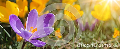 Spring awakening background banner panorama - Blossoming purple and yellow crocuses on a green meadow illuminated by the morning Stock Photo