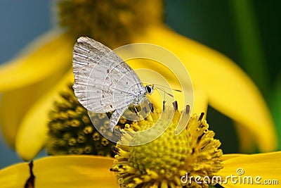 Spring Azure Stock Photo