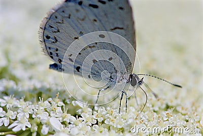 Spring Azure Butterfly 806165 Stock Photo