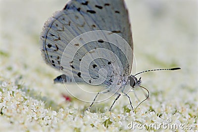 Spring Azure Butterfly 806168 Stock Photo