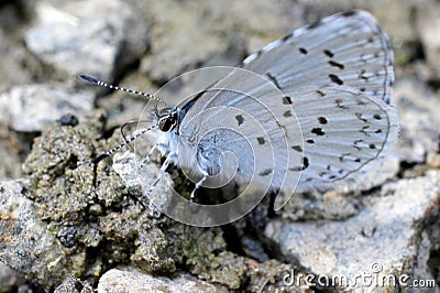 Spring Azure Butterfly on Gravel Stock Photo