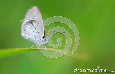 Spring Azure Butterfly Stock Photo