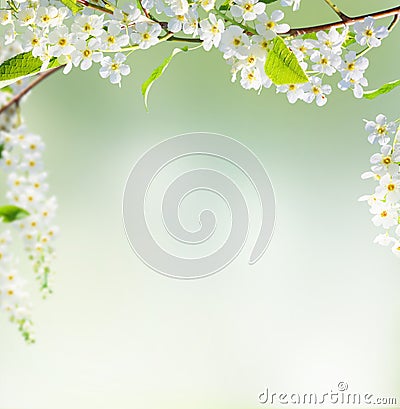 Spring background Stock Photo