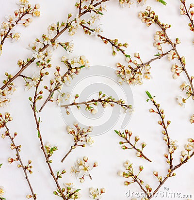 Spring background of blooming twigs Stock Photo