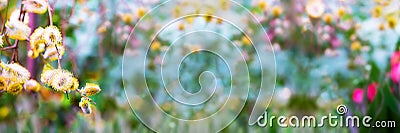 Spring background with branch of willow with yellow buds on the background of defocused bright blooming garden. Copy space for Stock Photo
