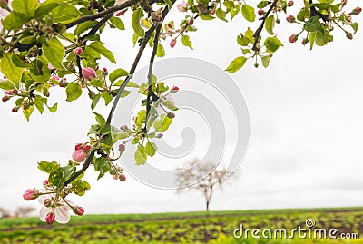 Spring background Stock Photo