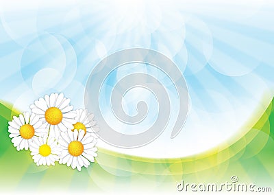 Spring background with Chamomile flowers Stock Photo