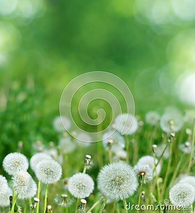 Spring background with dandelion Stock Photo