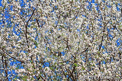 Spring background - flowers of plum tree, interlacing of branches Stock Photo