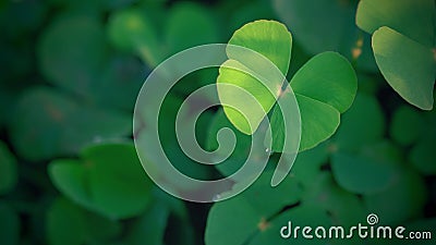 Spring background frame, Green clover leaf isolated for background. with three-leaved shamrock . Stock Photo