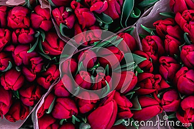 Spring background with fresh and beautiful red tulips, top view. Copy space for greeting postcard Stock Photo