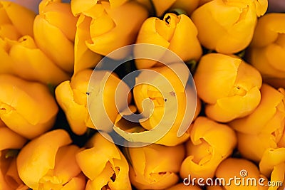 Spring background with fresh and beautiful yellow tulips, top view. Copy space for greeting postcard Stock Photo